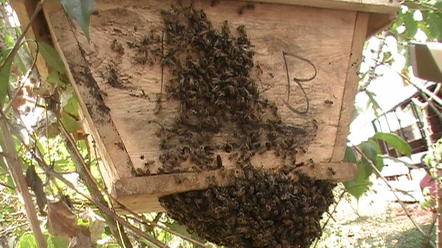 plan ruche kenyane