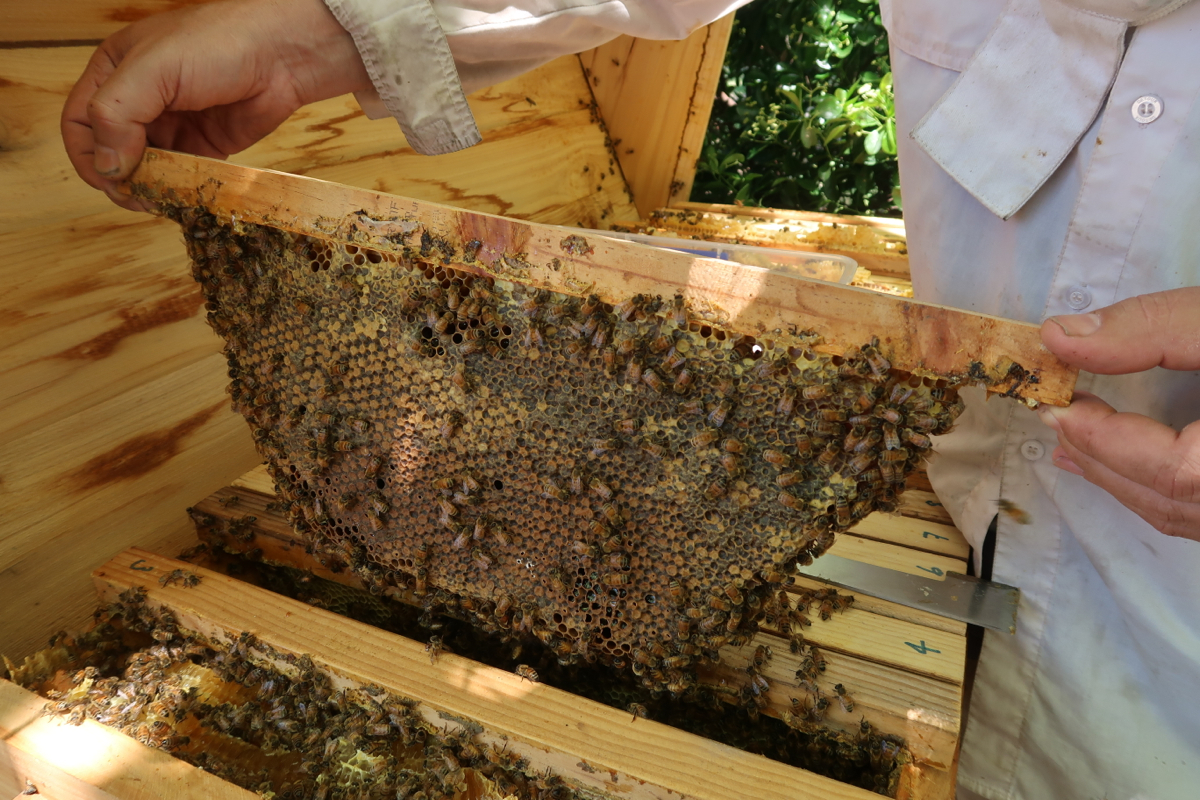 recolte barette miel ruche kenyane